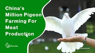 China's Million Pigeon Farming For Meat Production