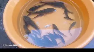 Sole machli pakdne ka tarika sole snakehead ka shikar in pakistan