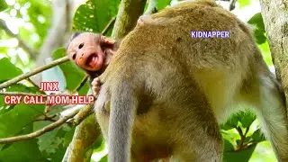 BAD KIDNAP...! POOR BABY MONKEY JINX SUPER CRIES NEED MOM URGENT HELP