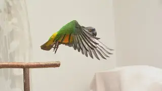 Papageien wollen fliegen