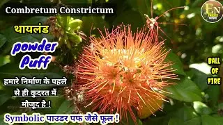 Combretum Constrictum| Thailand Powder Puff|कुदरत में पहले से ही मौजूद है Symbolic पाउडर पफ जैसे फूल