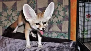 Fennec Fox Screams For 1 Minute Straight