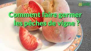 COMMENT FAIRE GERMER des NOYAUX de P&Ecirc;CHE de VIGNE ? Avec la STRATIFICATION FROIDE...