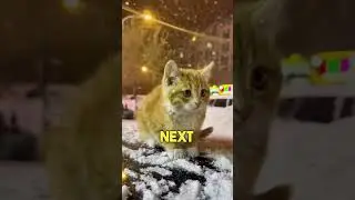 Почему кошки так много спят 🐱💤