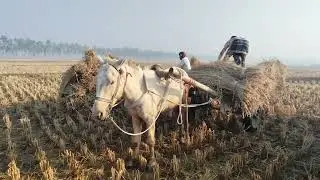 Amazing Scene of Carrying Paddy by Horse Cart | Traditional Rural Farming You&rsquo;ll Be Amazed 😲