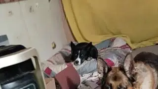 🤠🧲🪙🛻🚛🐕🤠💪✨🐈💖🙏