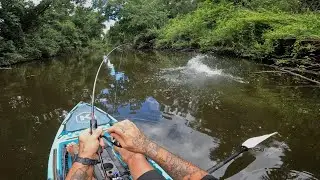 CRAZY MARY RIVER COD BATTLE!! // SNAGS & INSANITY // SUNSHINE COAST FRESHWATER FISHING