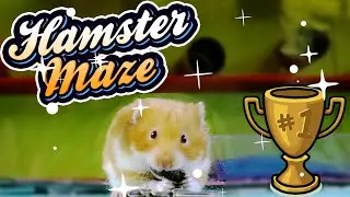 6 level DIY Hamster Maze 🐹