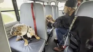 Mighty Pawz in Bethlehem rescues neglected animals, provides second chances