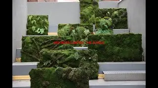 서서히 주변을 점령해나가는 이끼 | Moss and Ecosystem | 'Red Moss Control The Jungle' | Making a Moss Wall