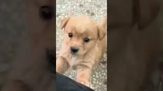 chhota pilla bhau rah hai