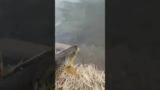 BIG brown trout, Cape Breton. Nova Scotia #fishing #canada #trout  #video #viral #novascotia