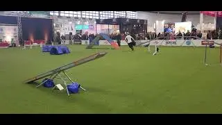 Deutsche Meisterschaft im Para Agility 2023 ... Joy