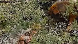 Snow Leopard  vs Tibetan Mastiff ⚠️
