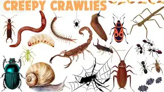 Creepy Crawlies Adventure! 🕷️ The Hidden World Beneath Our Feet