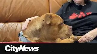 Calls for ban on certain dog breeds after Montreal woman attacked