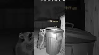 Security camera footage.What do you think this animal was doing? 🤔#caughtoncamerafunny #animalcam