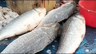 🔴 Live Fish Cutting ASMR | Fresh Seafood Processing from Market | For USA & Europe Viewers