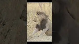 Watch the Lioness show who's boss #africansafari #lion