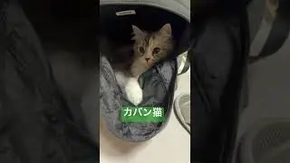 カバン猫