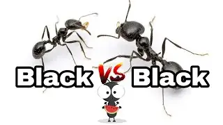 Black Ants Fighting!!!