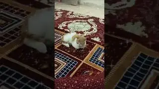 Pusi Cat /cute Billi #cat #viral #trending #youtubeshorts #ytshorts #shortsfeed #shorts #short