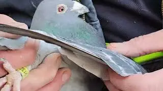 Теория скоростных птиц | Racing Homer Pigeon