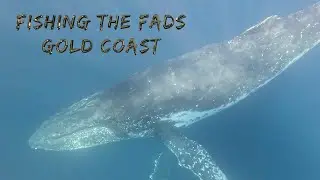 Fishing The Fads Gold Coast