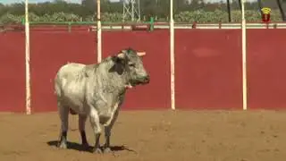 Escuela de rejoneo