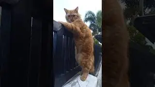 Oyen Penasaran! Si Kucing Oyen Mengintip Keluar Pagar di Pagi Hari 🌅🐱