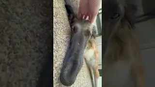 snoot noggin scritches #newnails #borzoi #silkenwindhound #scratching #asmr