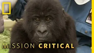 Top 3 Mountain Gorilla Moments | Mission Critical