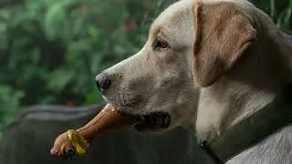 The Labrador Retriever as a Service Dog By Harrison Kenne Audio book