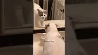 म्हणून स्वस्तं नशे करु नये #marathi #toosharp #cat #catfunny