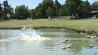 Webb Footed Kennel - Fun to watch Suzie Get Up