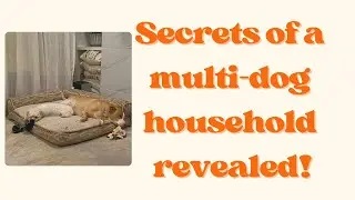 The EASY Way to Manage a Household with Multiple Dogs in 2024