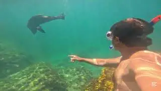 Swim with Seals | Rapid Head | South Australia 