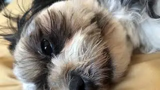 dog fake sneezes , bless you doggie.