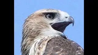 Hawk vs. blue jay