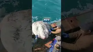 Des P&ecirc;cheurs Rejettent un &Eacute;norme Poisson par-dessus Bord ! 🐟🚢 #p&ecirc;cheurs  #chalutier #poisson #p&ecirc;che