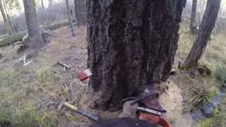 timber falling