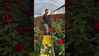 rose picking process #shorts