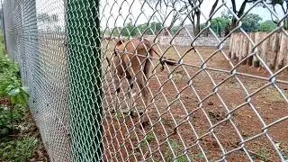 Antelope grazing at uwec zoo