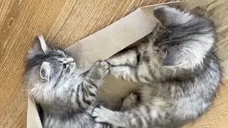Siberian Forest kittens #shorts
