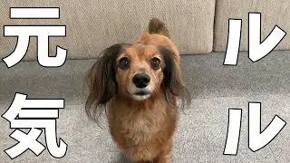ヘルニア後脚完全麻痺から2年たちました【カニンヘンダックス】