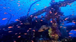 #wreckdiving #wreckdive #france #4k #Grec #plongerennormandie #owda #aqualondeplong&eacute;e #aqualonde