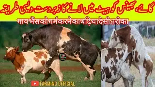 Heat Problem Solution Of Cow & Buffalo|गाय भैंस को गर्म करने का बढ़िया देसी तरीका|Heat Deduction