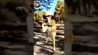 AnimalLovers  #DogWorld  #DogGoals  #HappyPaws  #DogDaily  #DoggyLove  #USApetLovers