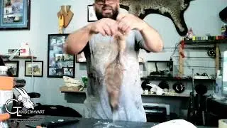 Cola De Coyote Curtida 