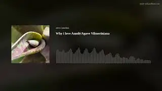 Why i love Amol&eacute;/Agave Vilmoriniana